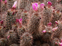 Mammillaria mazatlanensis